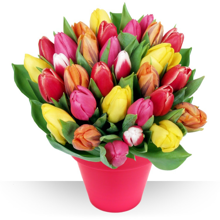 30 tulipes couleurs variées, livrées avec son vase de transport offert.