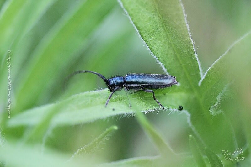 Agapanthia intermedia ?
