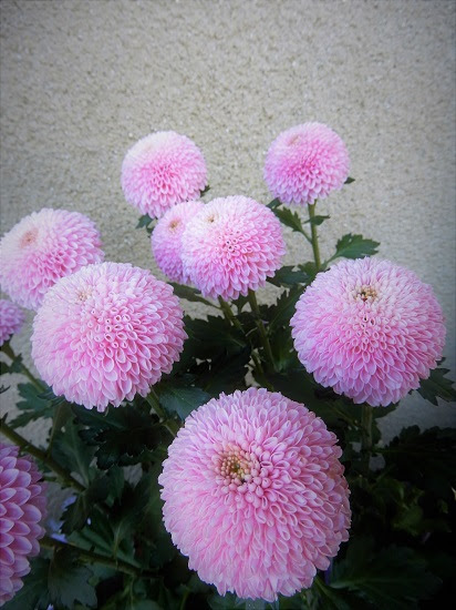 秋の花 ピンク色のポンポン菊が真っ盛り Noririの庭