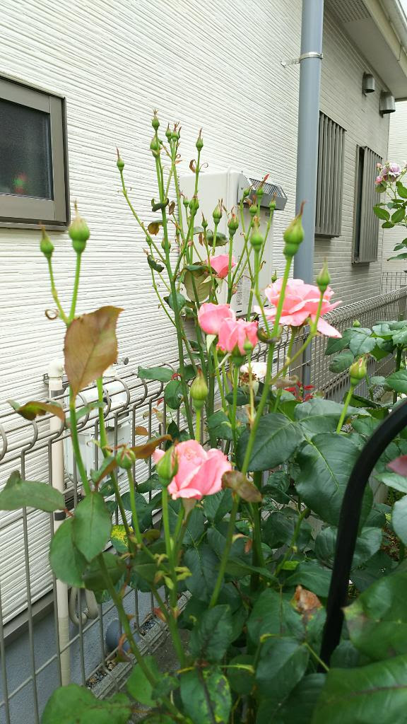 地植えのバラ 半日陰 小さなお庭でのんびり