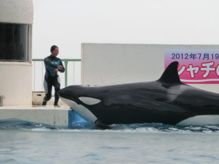 鴨川にシャチはオルカ マハロ船長の航海日誌 Captain Mahalo S Blog