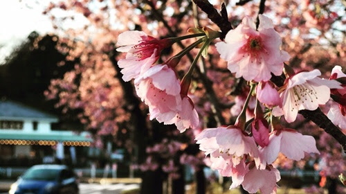 おおかん桜 満開 伊豆高原