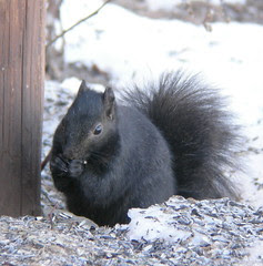 Black Squirrel