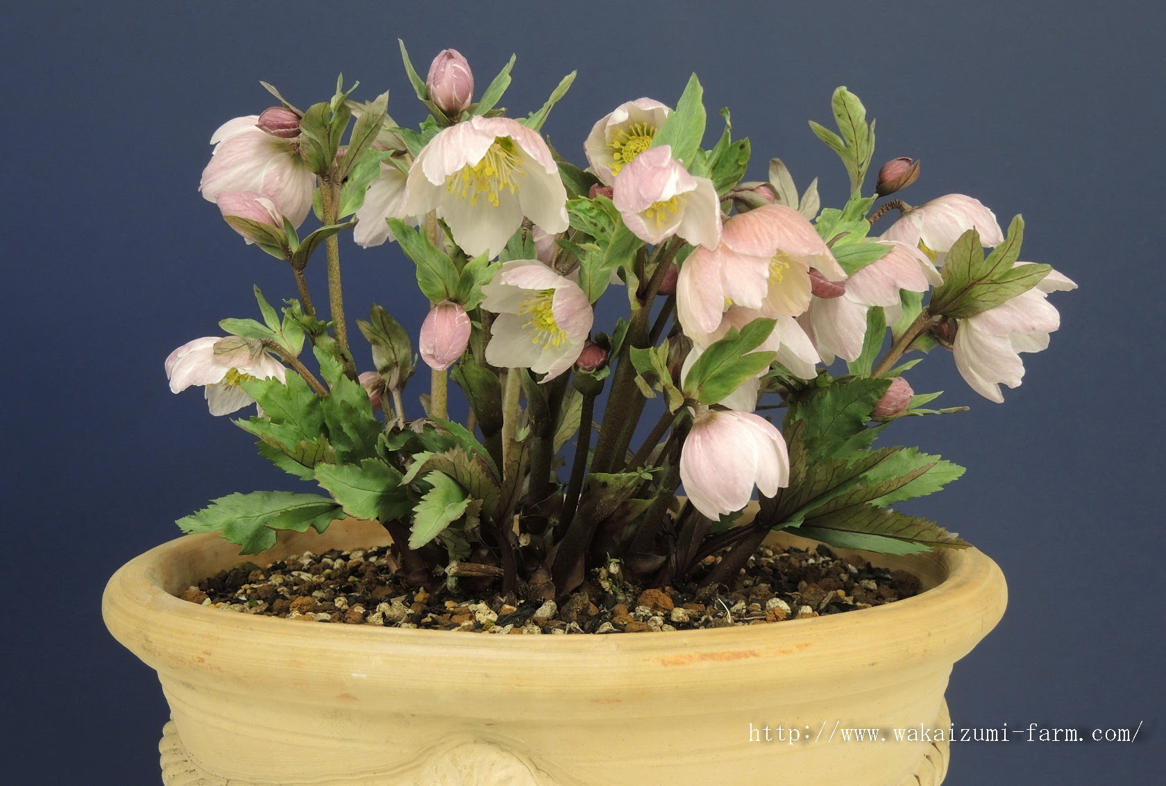 クリスマスローズ 園芸植物 ガーデニング無料壁紙写真プレゼント