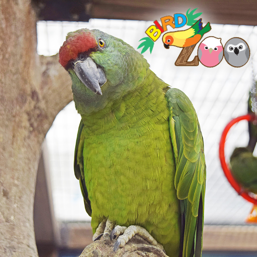閉店 アリオ柏bird Zoo 第13回 貫録がすごい大物キャラ ムラサキボウシインコちゃんをご紹介 犬の総合情報サイト ペットスマイルニュースforワンちゃん