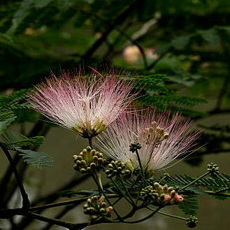 ネムノキの育て方 ヤサシイエンゲイ