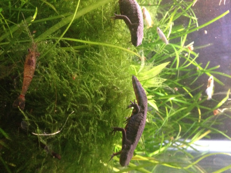 エビやメダカとイモリの混泳 中年ひろぽんの日記