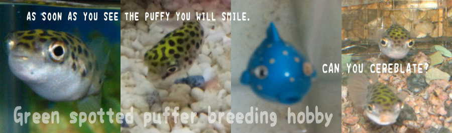 ミドリフグの病気