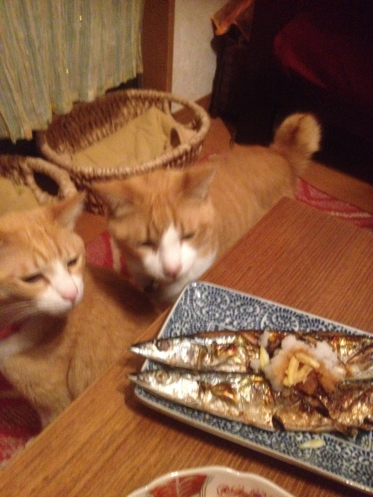 猫の飼い方 猫に食べさせていけないもの 猫暮し 猫の飼い方 猫と幸せに暮らすために知っておきたいこと