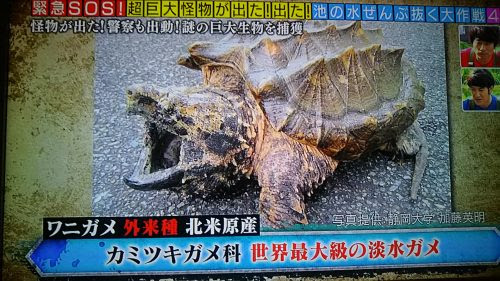 池の水ぜんぶ抜く第4弾 立野台公園で超巨大生物を捕獲 警察も出動 17年9月3日放送 トレンドホヤホヤ