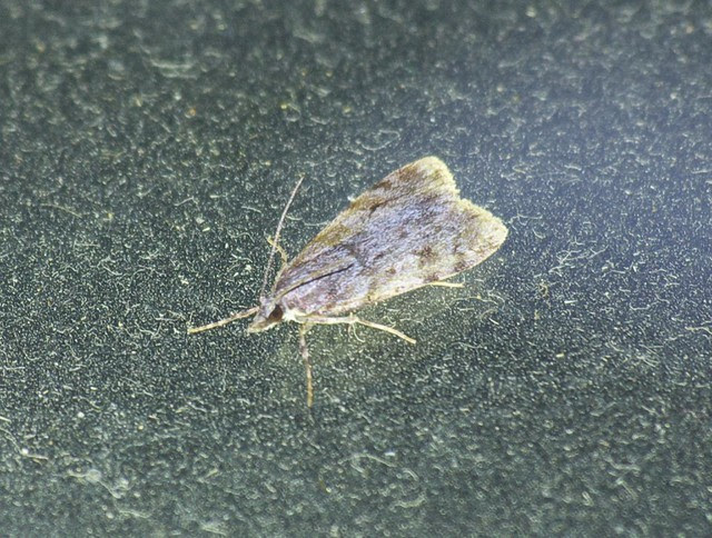 Scoparia-Eudonia sp micro moth DSC_4104