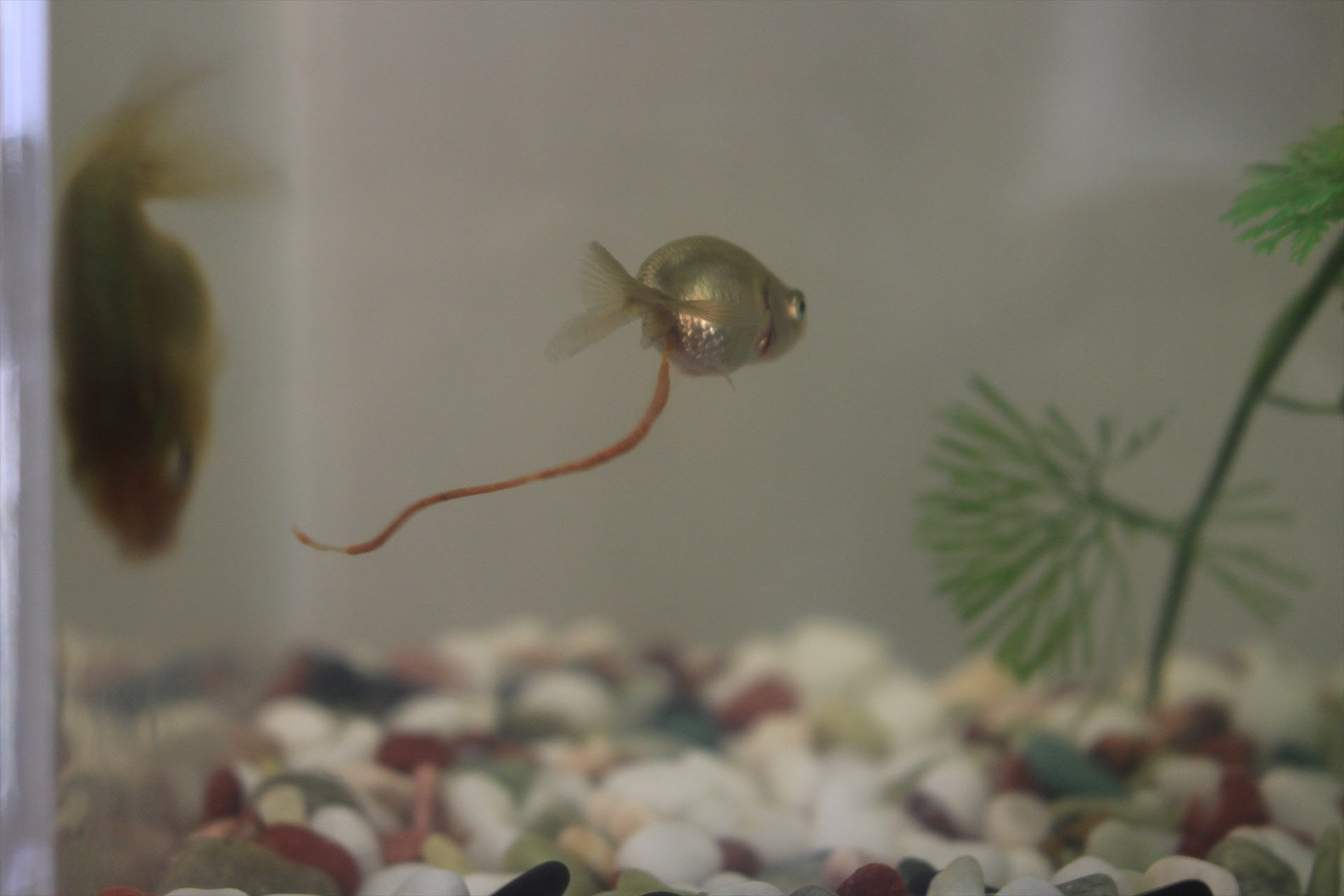 金魚のフンに驚き 徒然