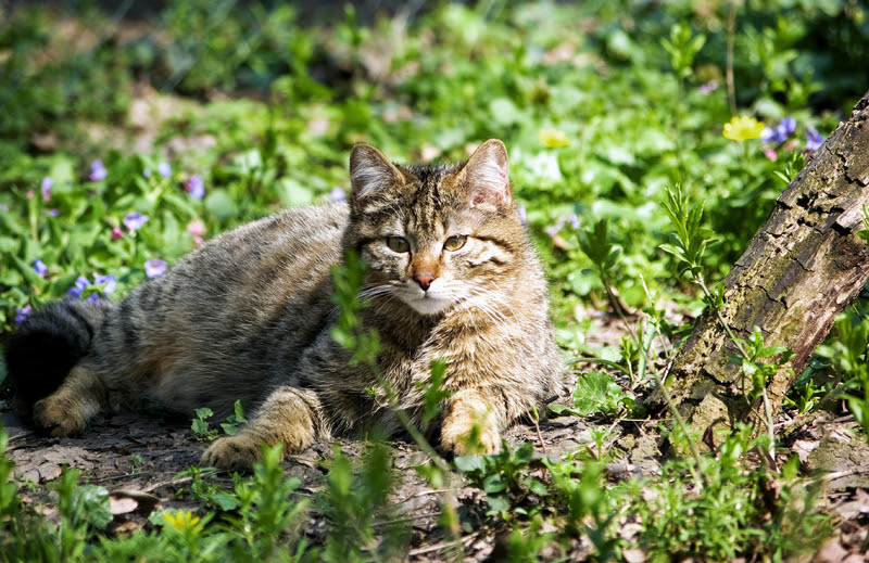Listă Animale Sălbatice Romania Mamiferele Care Populează ţara