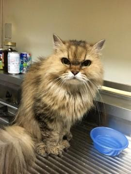大阪府 血統書付きチンチラゴールデンの女の子 猫の里親募集 ネコジルシ