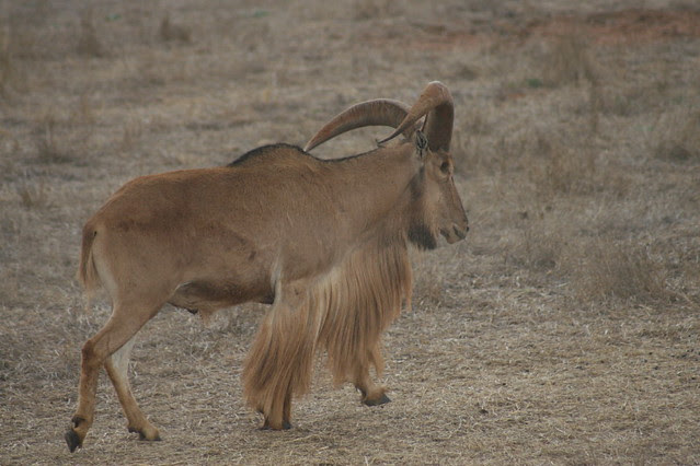 Monarto