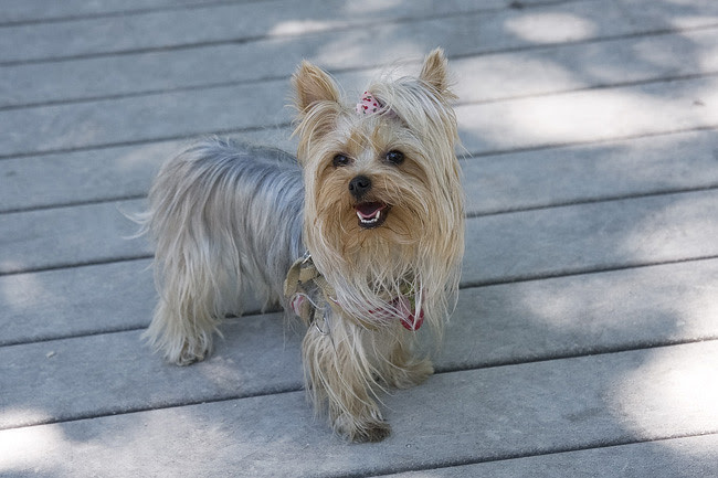 Yorkie, posing