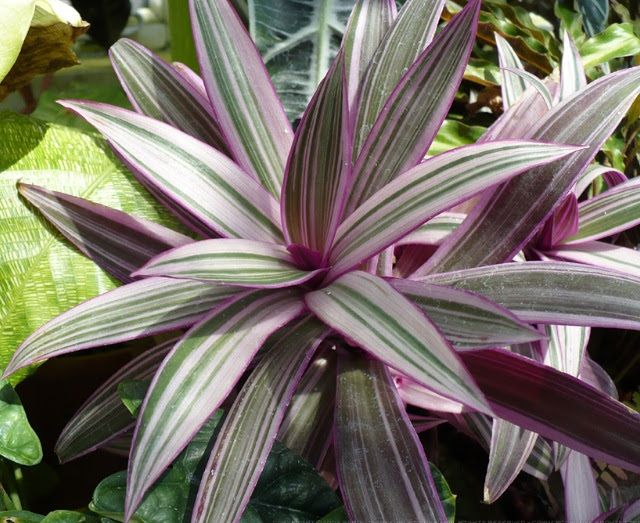 Daftar Tanaman  Obat Lengkap Beserta Gambar dan Khasiatnya 