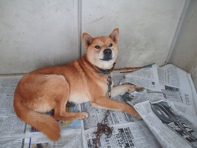 三原ワンピース Wanpeace 柴 宮浦