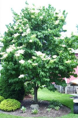 Lilac Tree