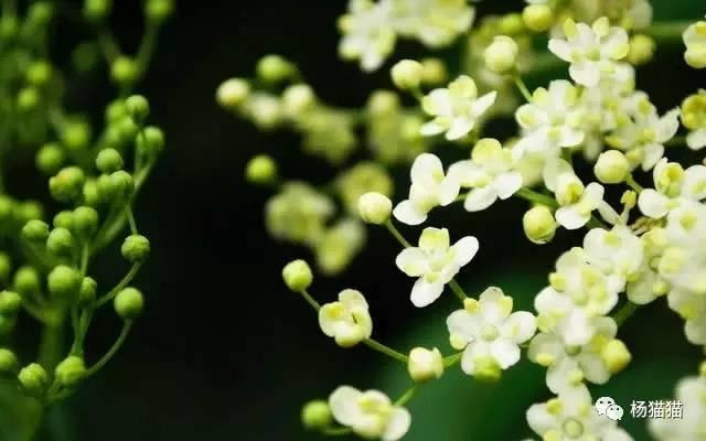 1月8日生日花語 每日頭條