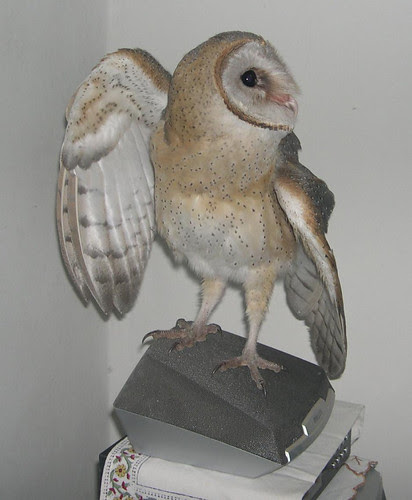 Barn Owl giving me the side profile.