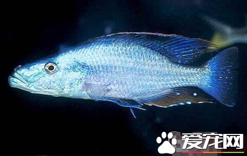 馬面鲷飼養環境切記不能和小魚混養 寵物養護常識
