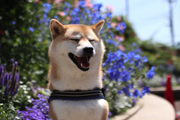 病気でもないのにたびたび吐くことがあります どのように対応したらよいでしょうか Teamhope 犬 猫の健康相談室