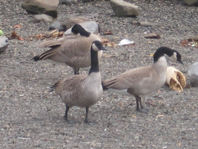 waterfront geese