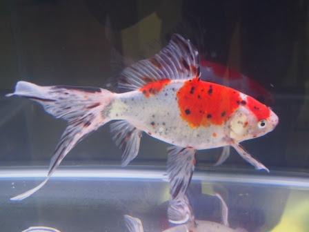 金魚カタログ 朱文金 シュブンキン