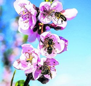 Apicultores oñatiarras se suman a la Feria del Árbol