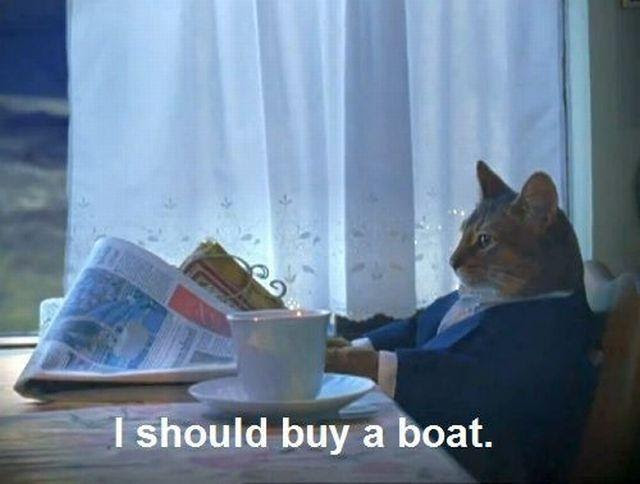 I Should Buy a Boat Cat | Know Your Meme