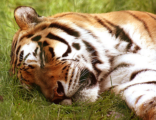 do not disturb by Franomilano