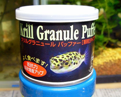 雑記 鴨 ついに アベニーパファーが人口飼料を食べてくれた Krill Granule Puffer クリル グラニュールパッファー