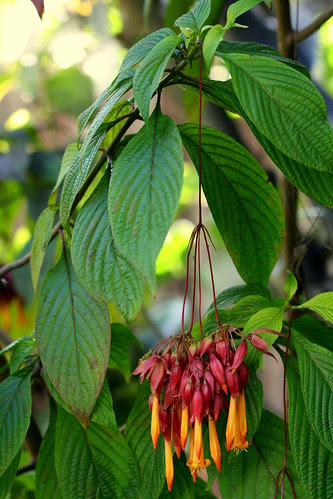 deppea splendens