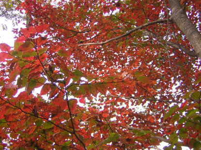 植物図鑑 紅葉