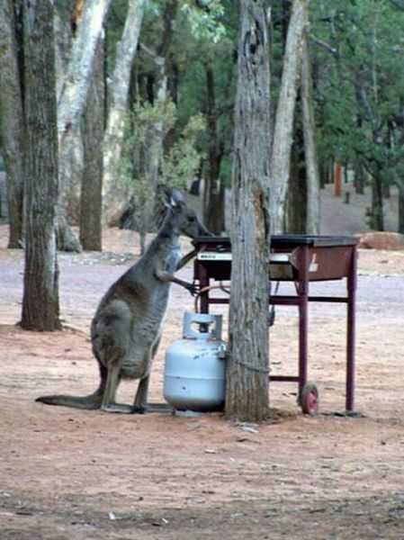 things you only see in Australia