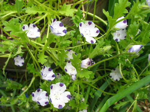 Nemophila maculata
