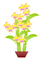蘭画像集