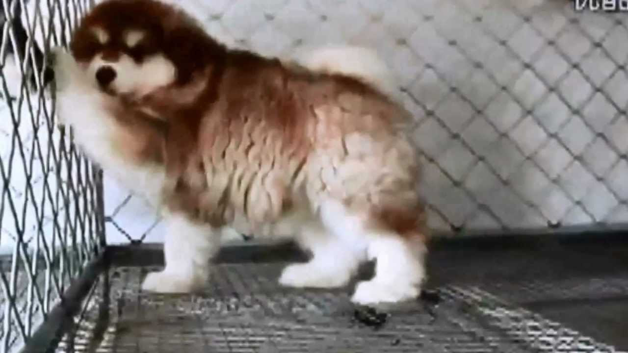 GIant Alaskan Malamute Copper - YouTube