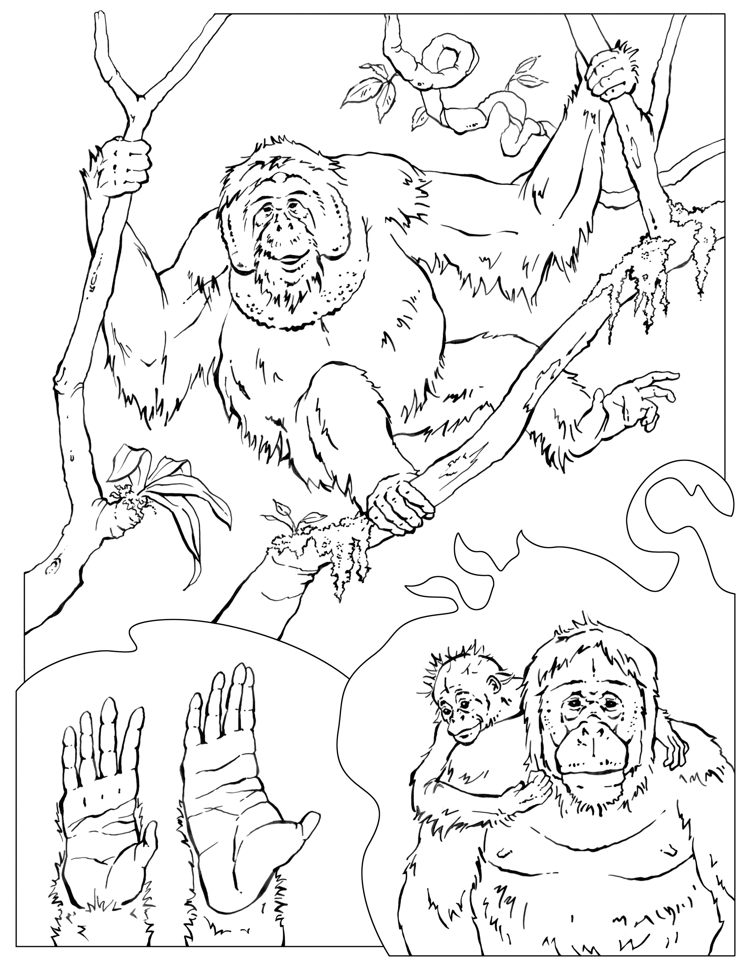 Download Coloring Pages - Wildlife Research & Conservation