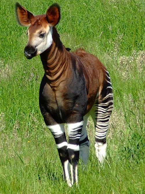 10 Animale Din Jungla Foto