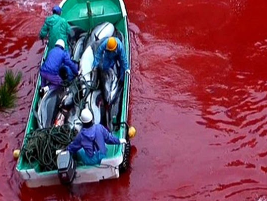 Taiji Cove dolphin slaughter 2014