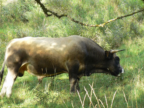 son taureau.jpg
