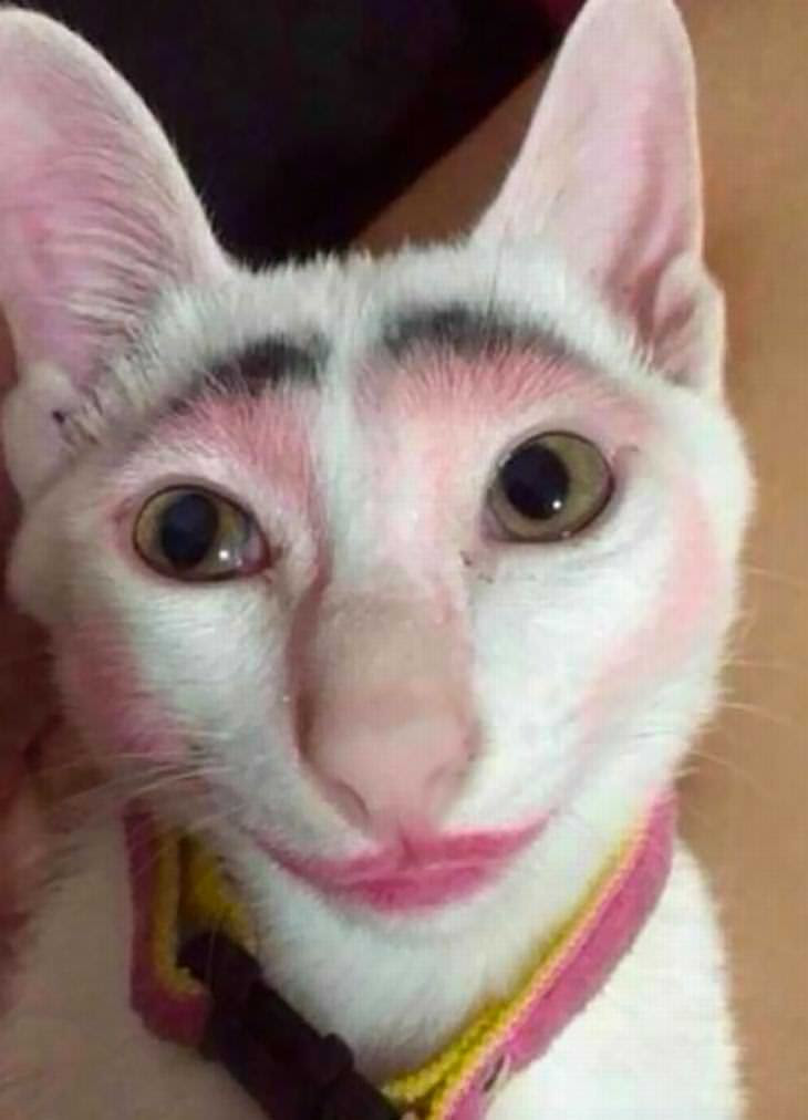 animais e crianças