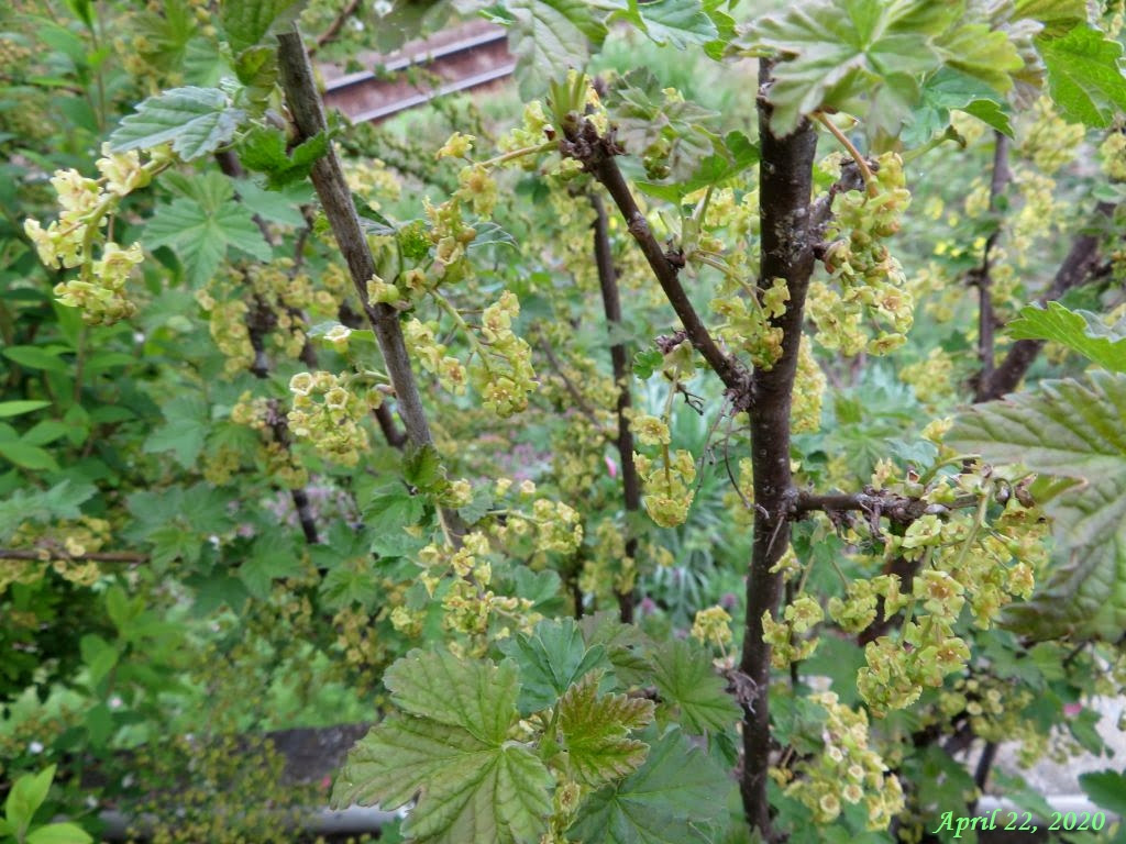 画像３ スグリの花