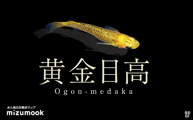 黄金メダカの飼い方 飼育 寿命 産卵 病気 餌 種類 ミズムック
