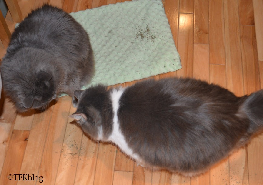 Muffin intimidated Jack right out of his share of the Silvervine