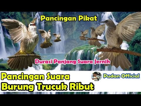 Paling Viral Suara Burung Trucuk Ribut Pancingan Suara Burung Trucuk Ribut, Paling Baru!