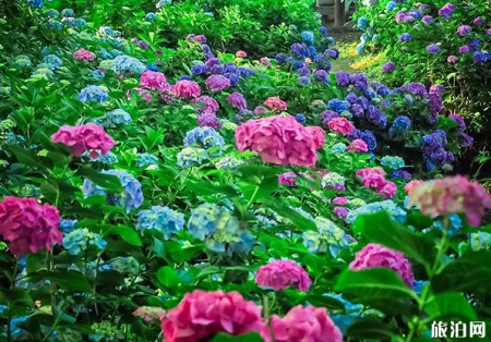 日本紫阳花花期级观赏地点推荐 旅泊网