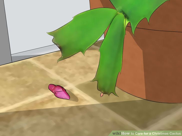 Care for a Christmas Cactus Step 8.jpg